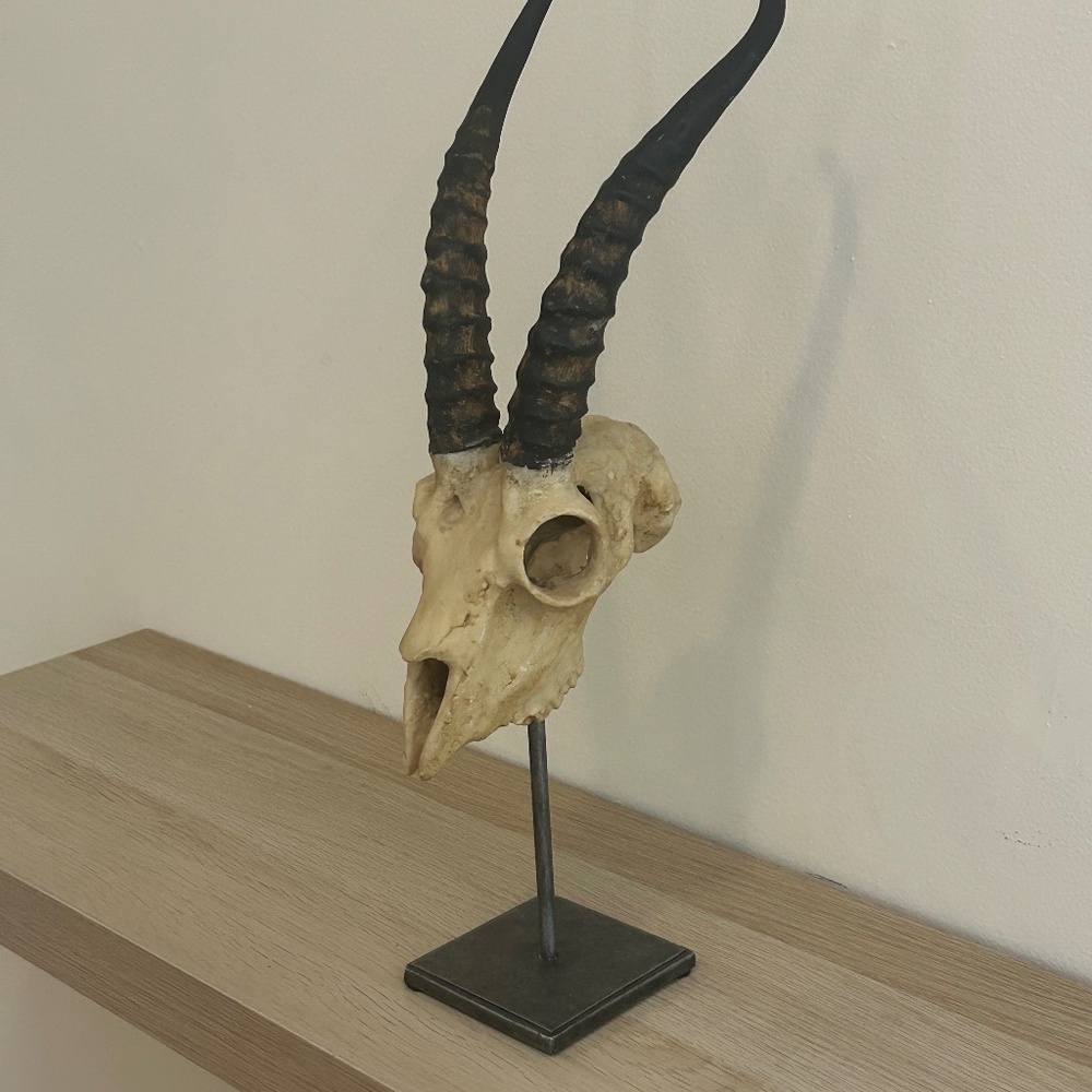Mounted Resin Sprinkbok Skull with naturally shed Antlers